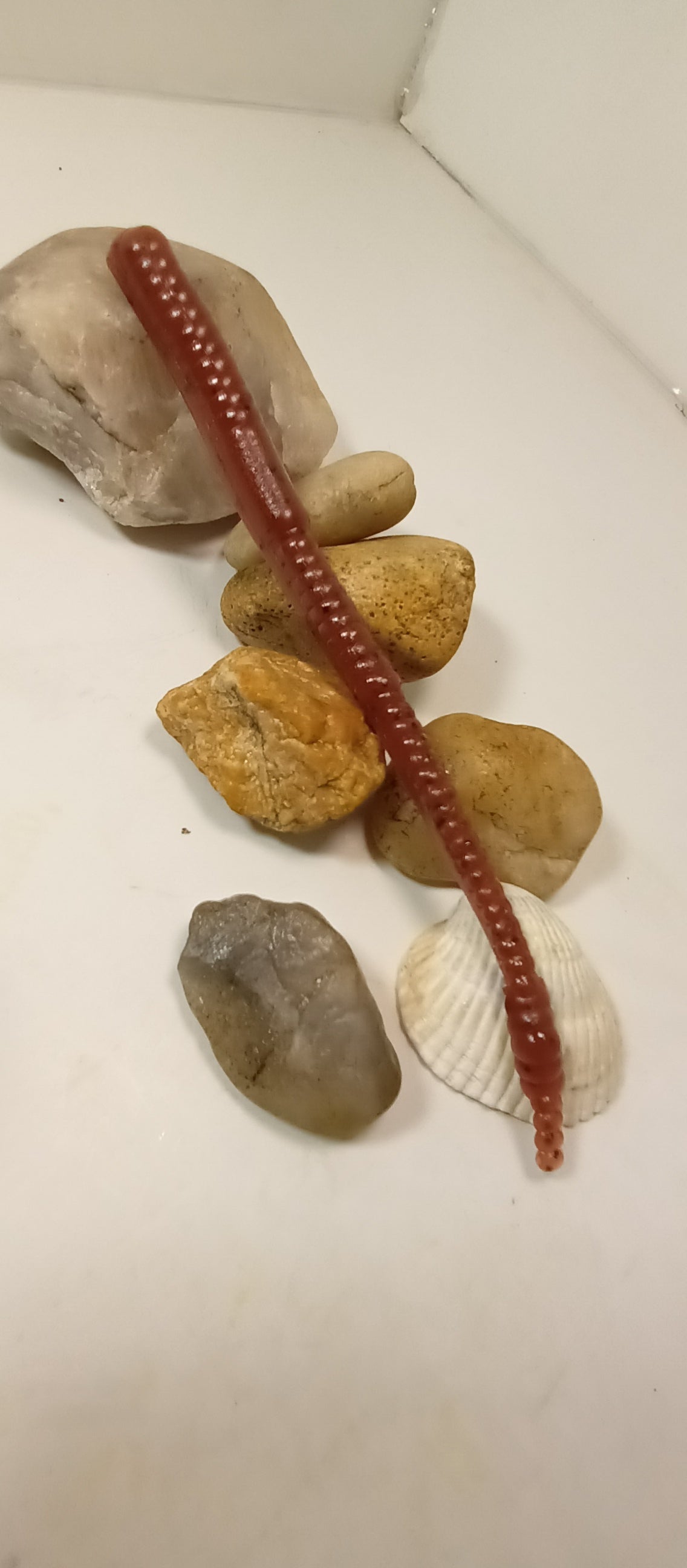 5 1/2 " Cayman